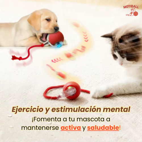 MotiBall TURBO+🐾
